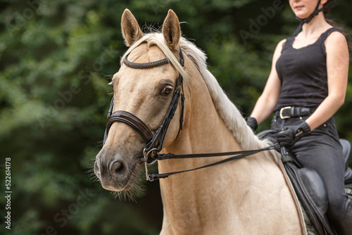 Equestrian scene: A female rider on a palomino kinsky warmblood horse during warm up for dressage training