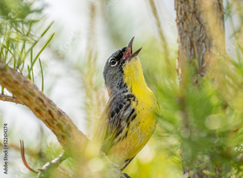 A Kirtland's warbler singing for a mate in a Jack Pine tree in Michigan photo