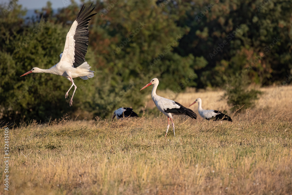 Fototapeta premium Flying white stork Ciconia Ciconia in the harvest field