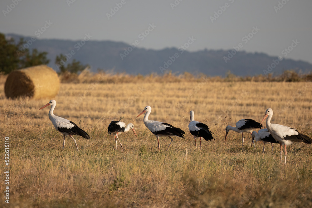 Obraz premium White stork Ciconia Ciconia in the harvest field