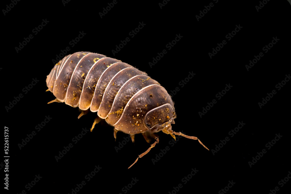 Common pillbug or sow bug, Armadillidium sp, black background and room for text Common pillbug or sow bug, Armadillidium sp, black background and room for text