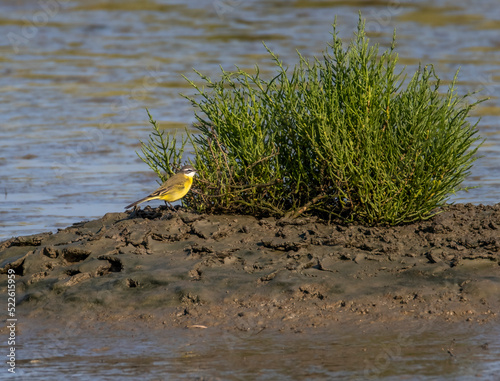 bird in the water