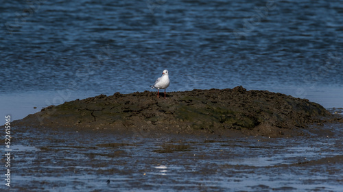 seagull in the sea
