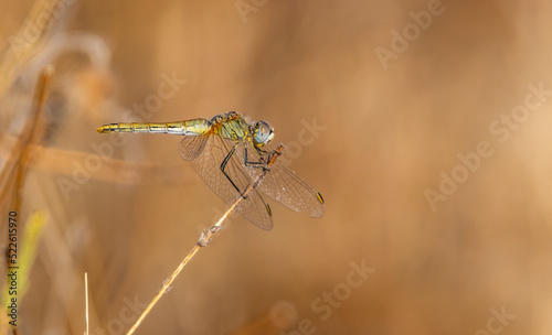 close up of a dragonfly