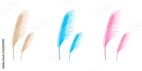 Set vector illustration of pampas grass. Cream branch of dry grass. Panicle of Cortaderia selloana South America, flower head of plumestep feathers. Pale pink color. Template for a wedding card.