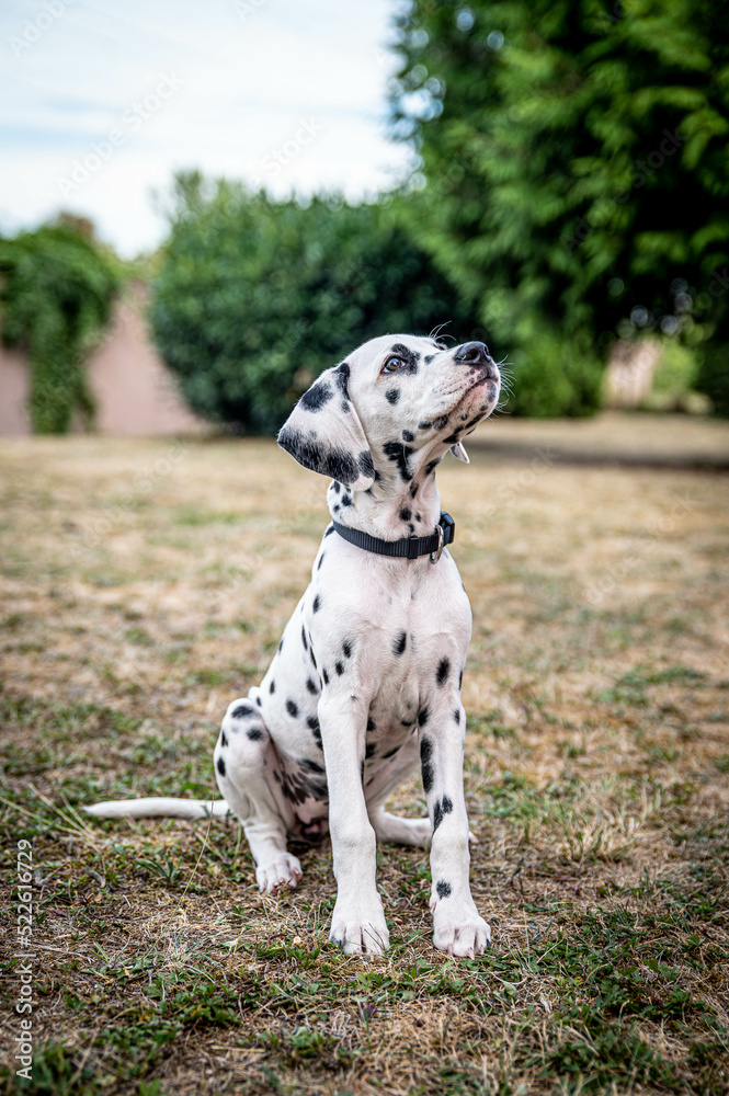 junger Dalmatiner (Welpe / Junghund) sitzt auf Gras - süßer Hund