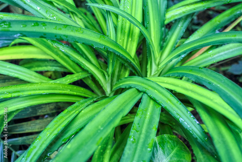 Beautiful green leaves background, closeup. Exotic plant