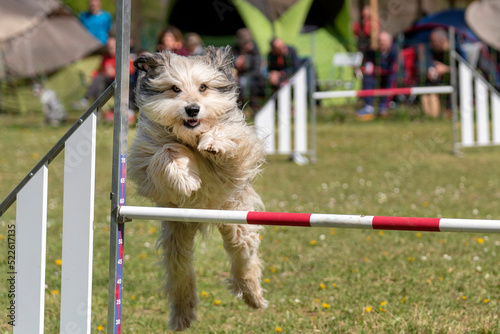 Bild auf Leinwand berger des pyrénées en agility