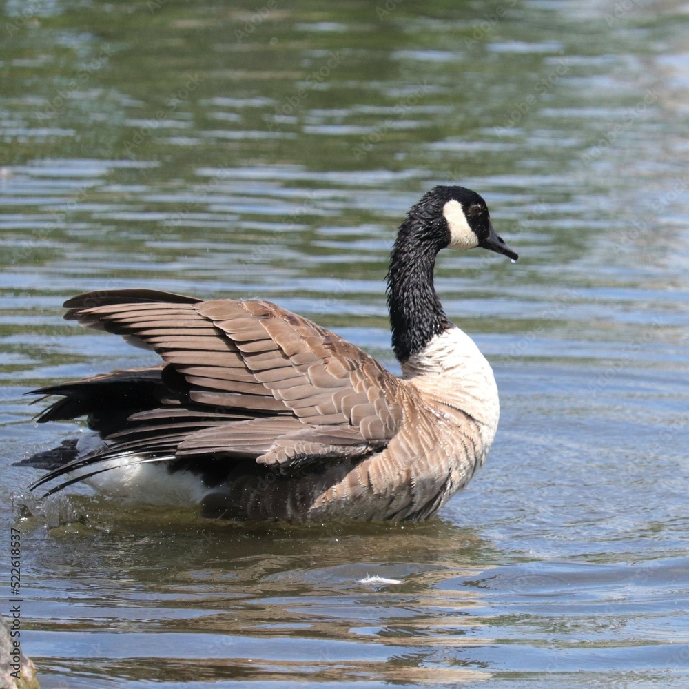 Fototapeta premium Elegant Canada Goose 