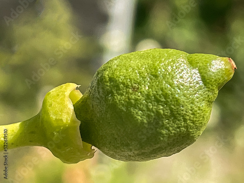 Baby Toskana-Zitrone