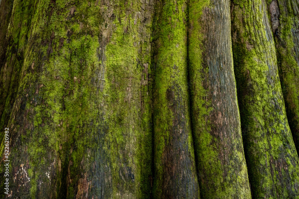 Close Up of Bright Green Moss On Bald Cypress Trees Close Up of Bright Green Moss On Bald Cypress Trees
