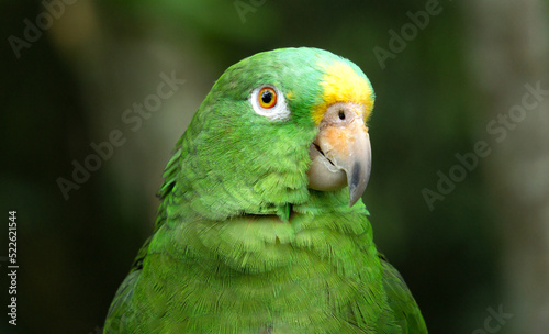 green parrot (Amazona farinosa) that lives in a tropical forest. Psittacidae, psittaciformes, parrots, macaws and parachutes. Pet parrot. Green parrot with yellow feathers. photo