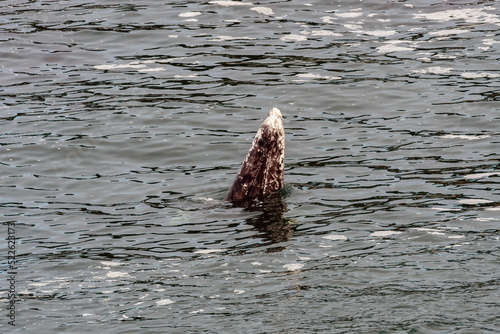 Gray Whale, Eschrichtius robustus, Spy Hopping or looking above the surface of the water in Depoe Bay, Oregon. photo