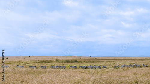 herd of zebra walking parade together for migration in Savanna at Masai Mara