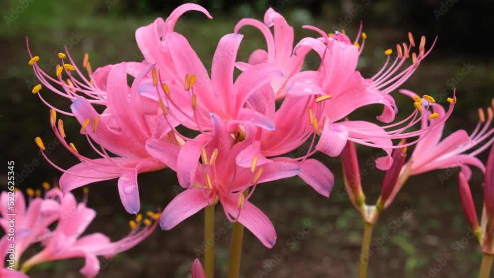 曼珠沙華の花粉 曼珠沙華の花粉