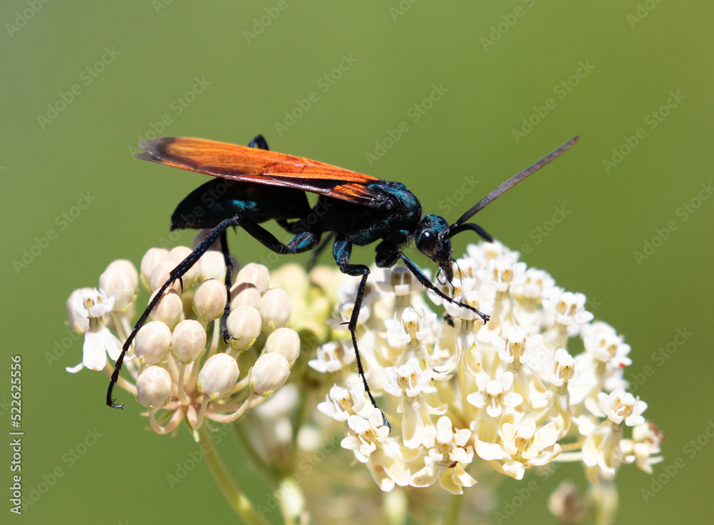 tarantula hawk, insect, wasp