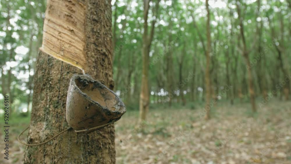 Small wooden bowl fastened to rubber tree trunk to gather latex milk in traditional way at plantation extreme close up. Tree plantation agriculture of asia for natural latex extraction. Small wooden bowl fastened to rubber tree trunk to gather latex milk in traditional way at plantation extreme close up. Tree plantation agriculture of asia for natural latex extraction.