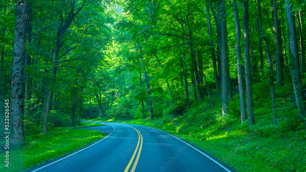 Obraz premium road in forest