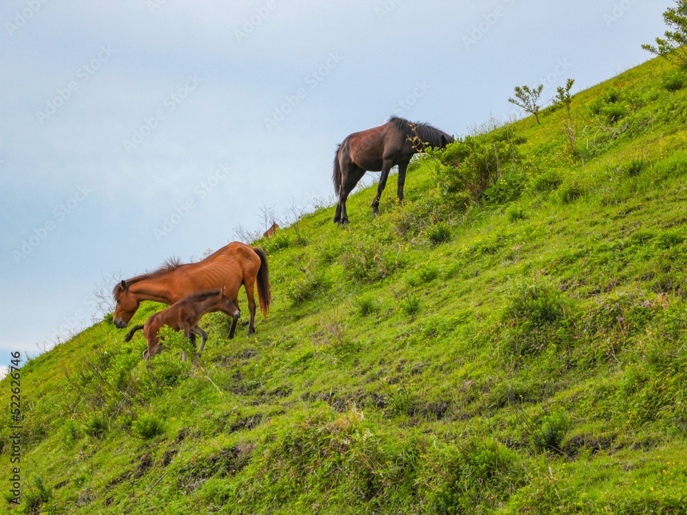 horse in the meadow, grazing on a slope horse in the meadow, grazing on a slope