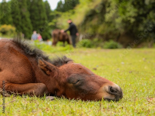 Pony's sleeping face