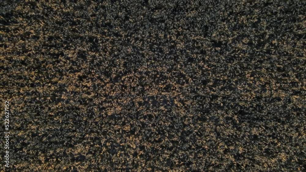 Aerial top down pedestal shot of a golden grain field in north American prairies at sunset Aerial top down pedestal shot of a golden grain field in north American prairies at sunset