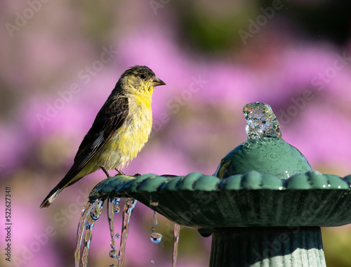 goldfinch, finch, fountain