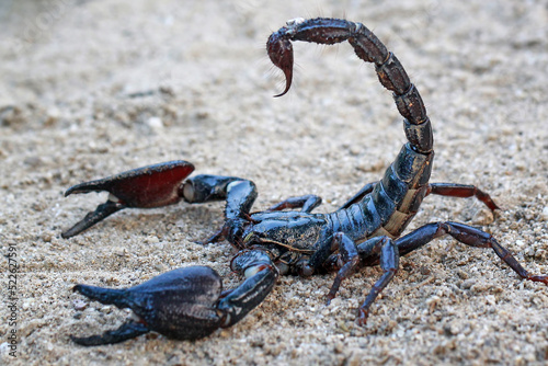 Asian Forest Scorpion on the sand