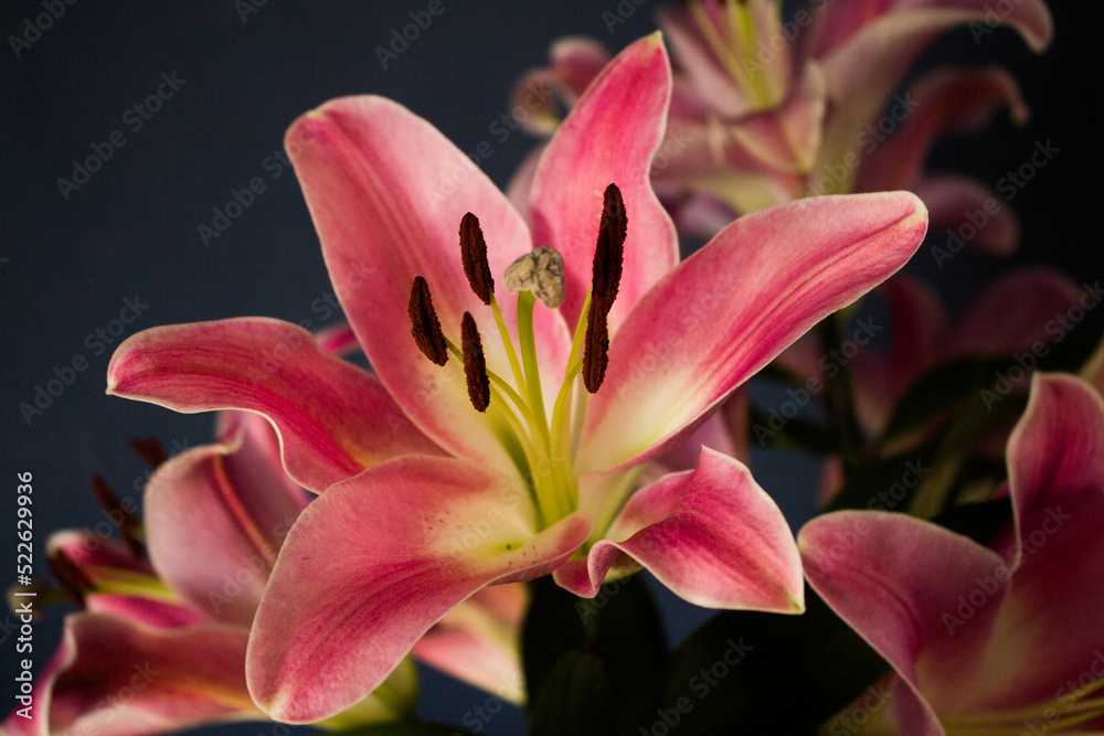 Fototapeta premium Beautiful bouquet of flowers. Lilies on a dark background. Background. Texture.