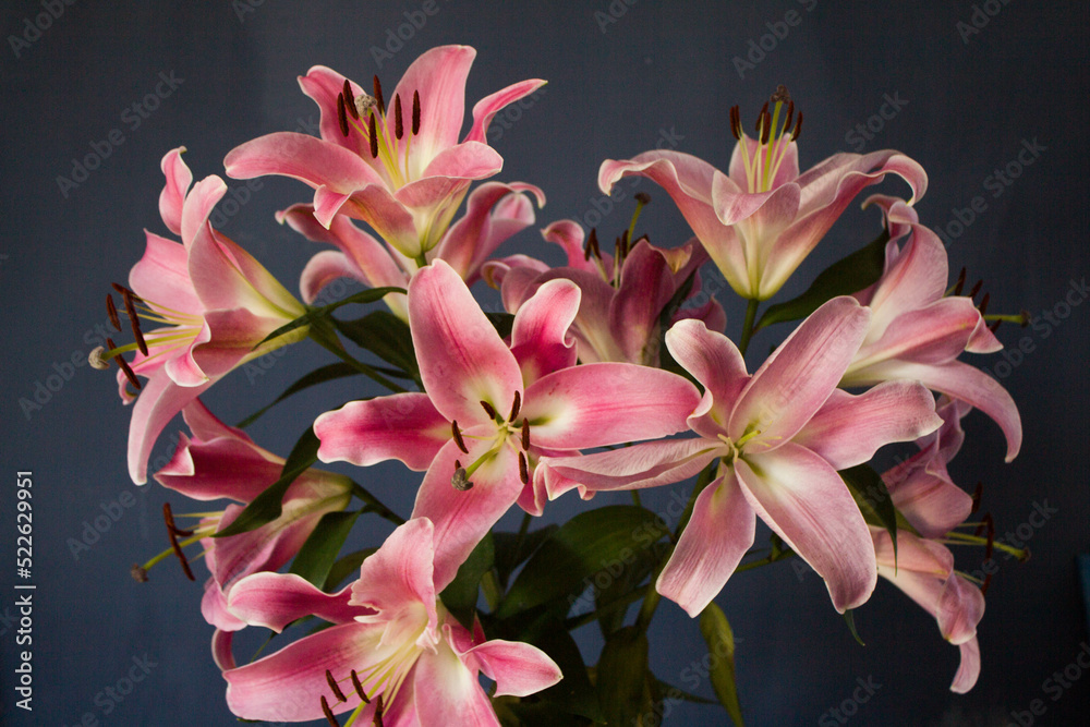 Fototapeta premium Beautiful bouquet of flowers. Lilies on a dark background. Background. Texture.