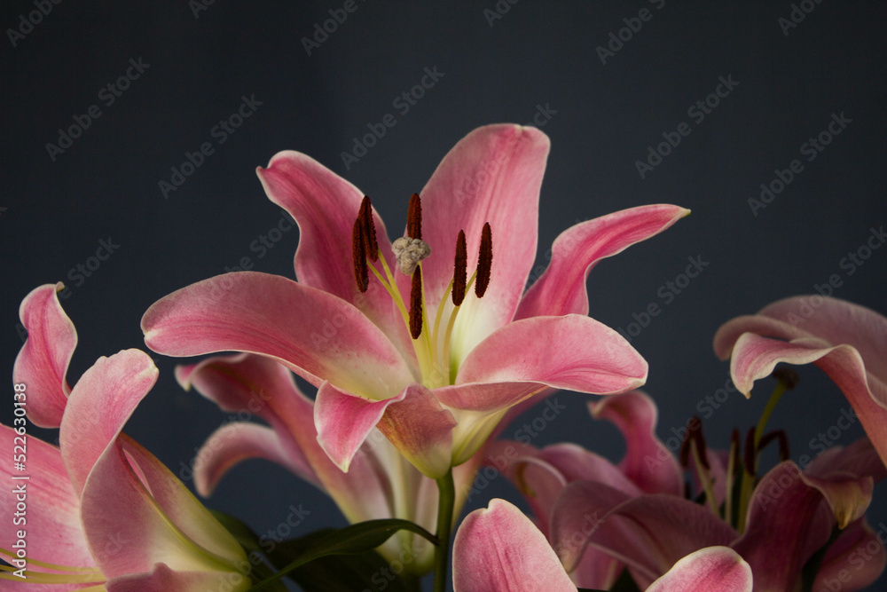 Beautiful bouquet of flowers. Lilies on a dark background. Background. Texture. Beautiful bouquet of flowers. Lilies on a dark background. Background. Texture.