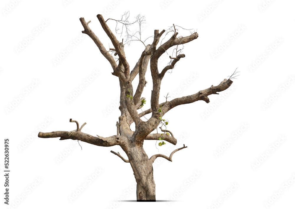 Fototapeta premium Dead tree isolated on white background.