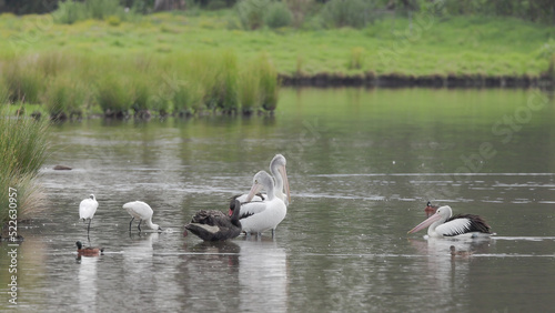 a pelican joining a flock at a wetland
