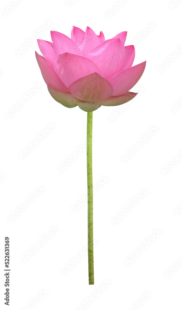 Pink lotus flower in full bloom isolated on transparent background with clipping path for design usage purpose Pink lotus flower in full bloom isolated on transparent background with clipping path for design usage purpose