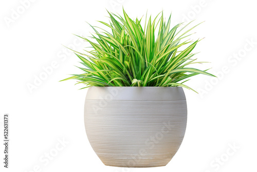Variegated grass pandanus plant in white round contemporary pot container isolated on transparent background for garden design usage photo