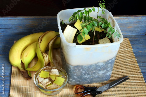 banana peels cut in bowl for natural organic compost fertilizer for plant photo