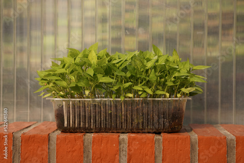 Close-up plastic box with pepper seedlings, eco-friendly use of plastic