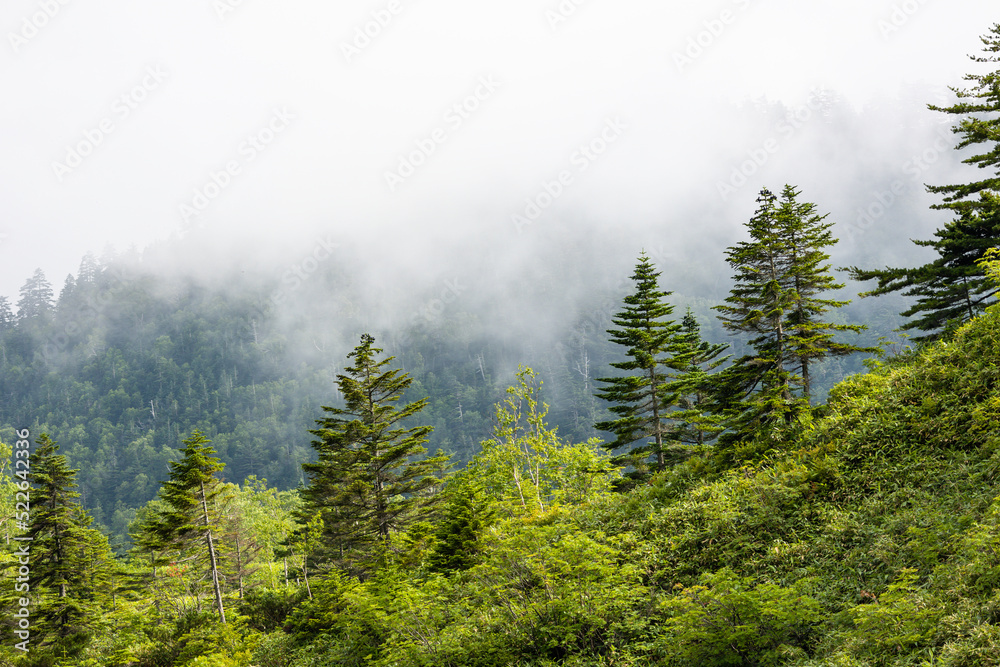 朝霧の高原の風景