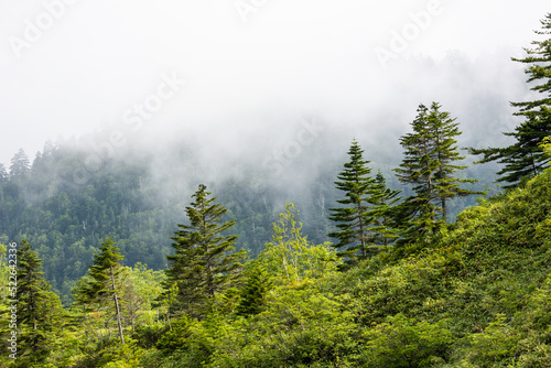 朝霧の高原の風景