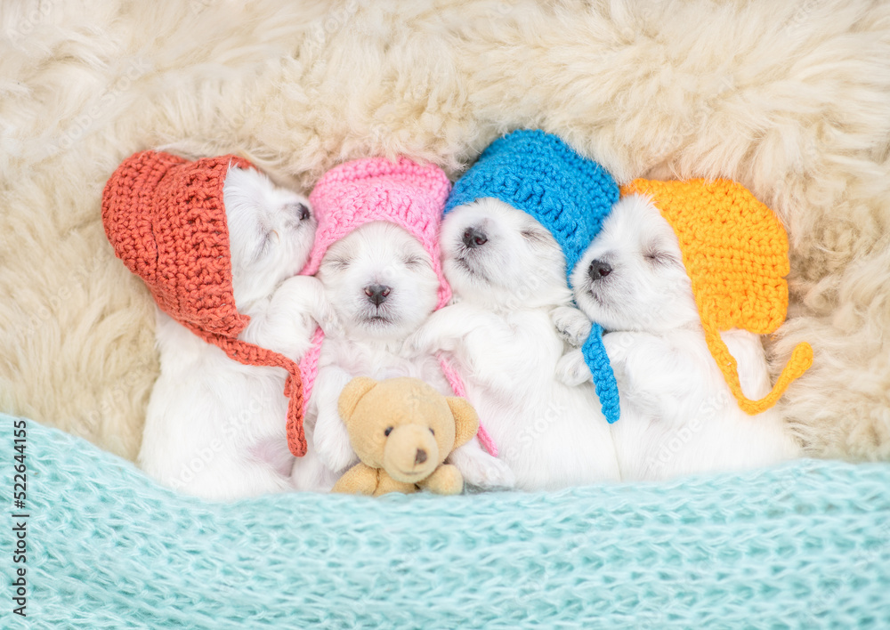 Four tiny white lapdog puppies wearing warm hats sleep with gift box on a bed at home. Top down view