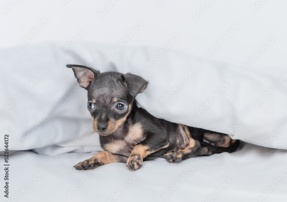 Cute Toy terrier puppy lying under white blanket on a bed at home