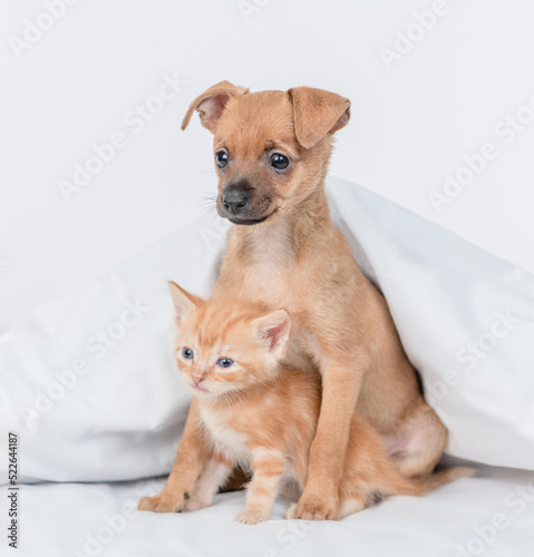 Friendly Toy terrier puppy hugs tabby ginger kitten under white warm blanket on a bed at home © Ermolaev Alexandr