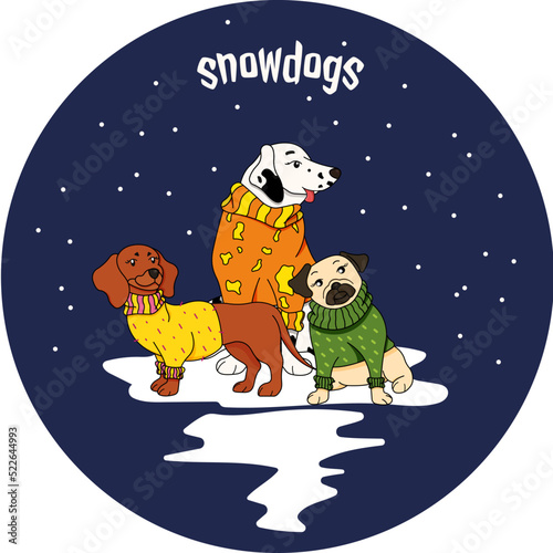 Dalmatian, dachshund and pug in cute sweaters on the background of the winter night sky 