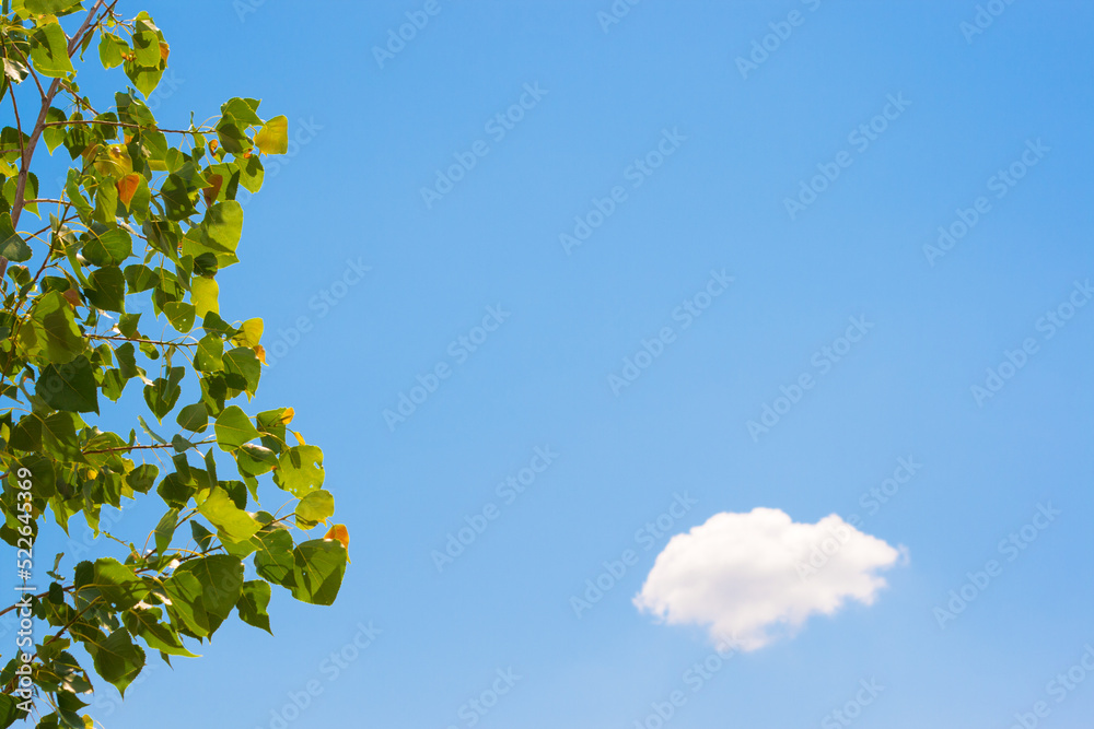 leaves and blue sky