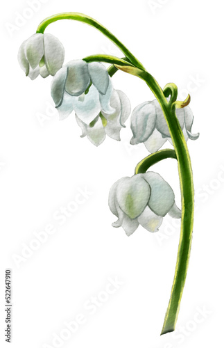Fototapeta Naklejka Na Ścianę i Meble -  flower watercolor