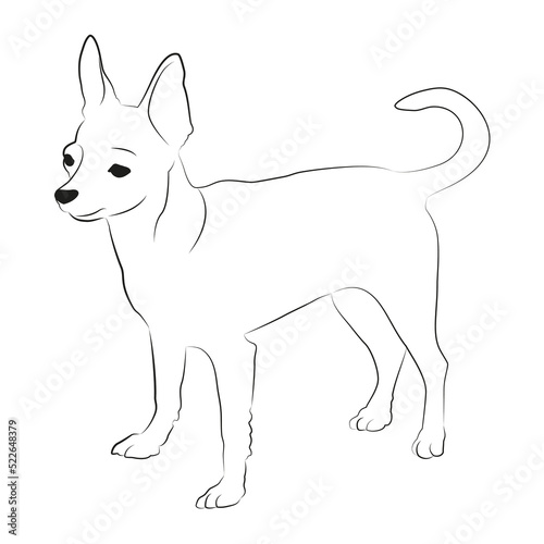 Chihuahua dog illustration. Chihuahua line art black and white vector illustration.