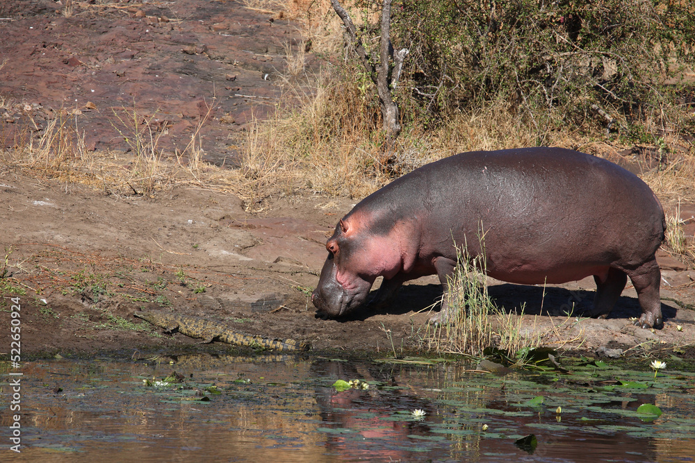 Fototapeta premium Flußpferd / Hippopotamus / Hippopotamus amphibius