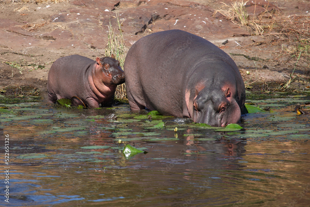 Flußpferd / Hippopotamus / Hippopotamus amphibius. Flußpferd / Hippopotamus / Hippopotamus amphibius.