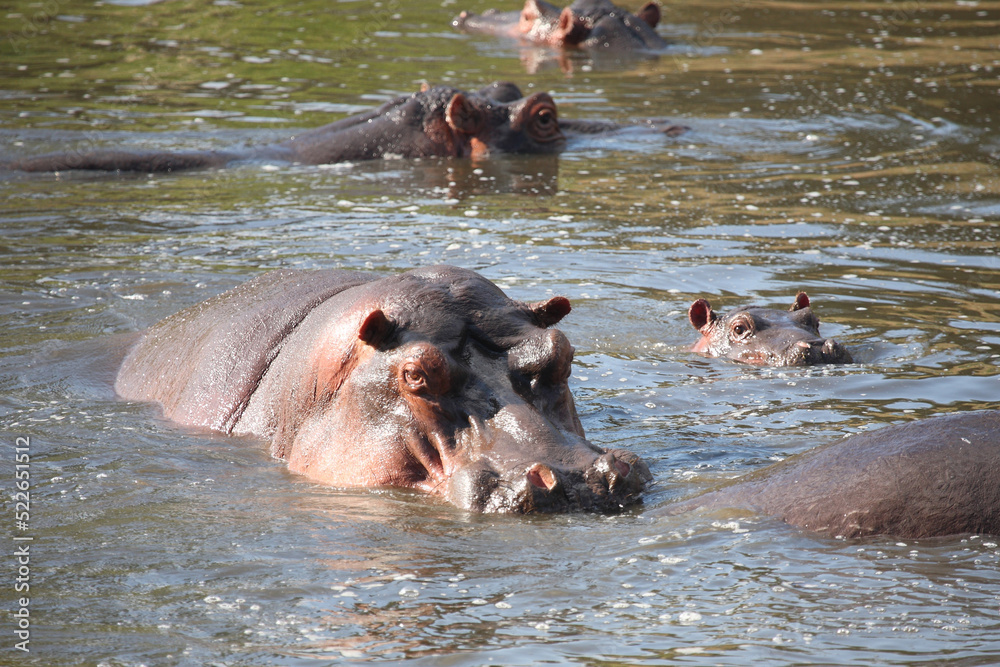 Flußpferd / Hippopotamus / Hippopotamus amphibius. Flußpferd / Hippopotamus / Hippopotamus amphibius.