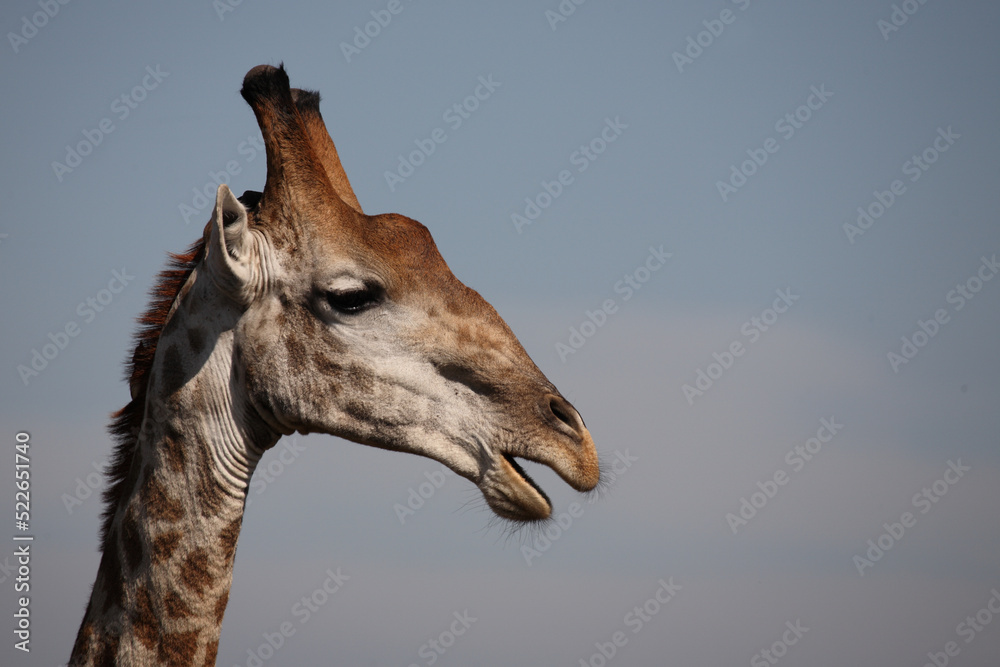 Naklejka premium Giraffe / Giraffe / Giraffa camelopardalis