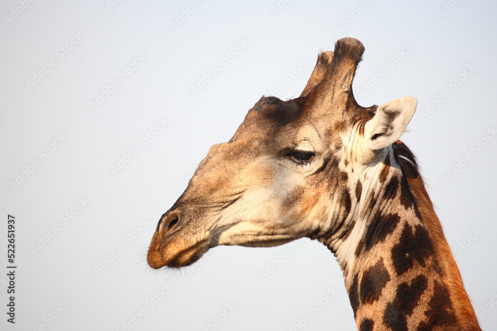 Obraz premium Giraffe / Giraffe / Giraffa camelopardalis